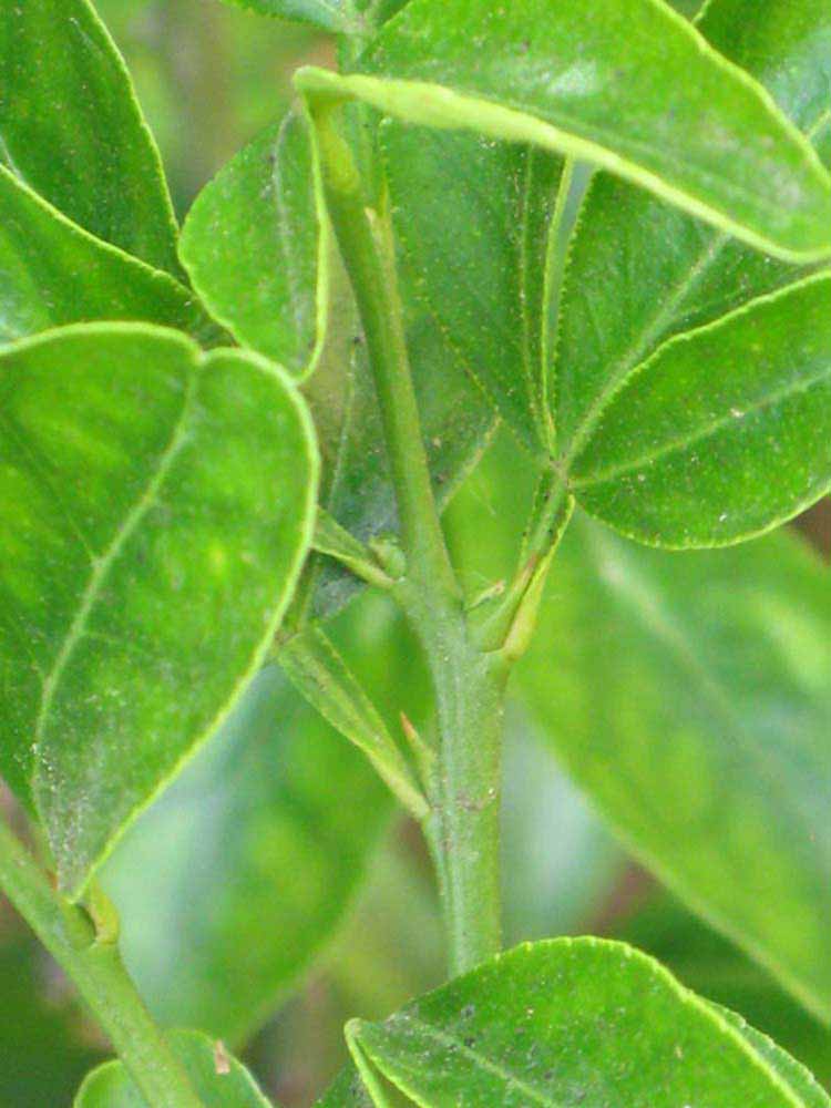            First year twig (Riverside, CA)   